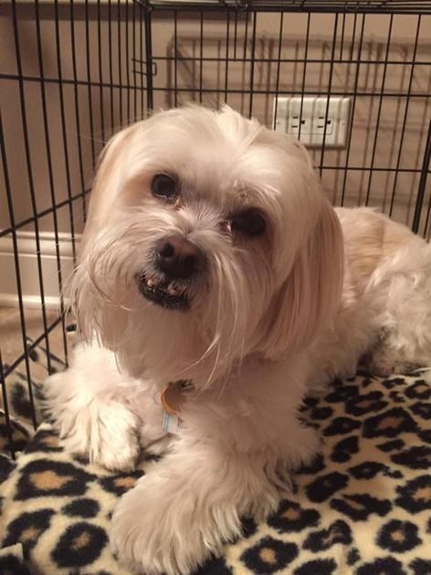 A cream-colored small dog with an underbite sits inside a wire crate on a leopard-print blanket.