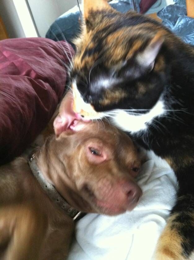A calico cat tenderly grooming the ear of a relaxed, brown dog resting on white bedding.