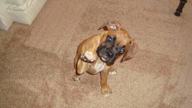 A brown boxer puppy sitting on a beige carpet, looking up with one paw raised.