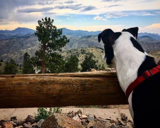 A black and white dog with a red collar resting its head on a wooden railing, looking out over a mountain landscape.