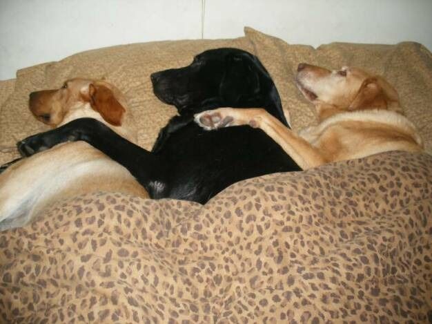 Three dogs cuddling together on a bed under a patterned blanket.