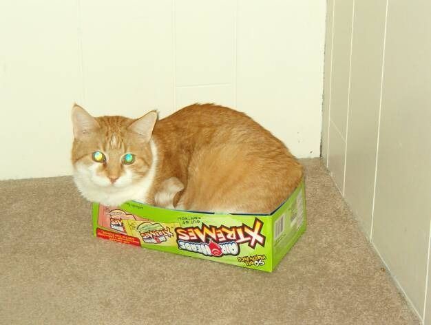 An orange and white cat sits inside a green Airheads Xtremes candy box on a carpeted floor in a corner.