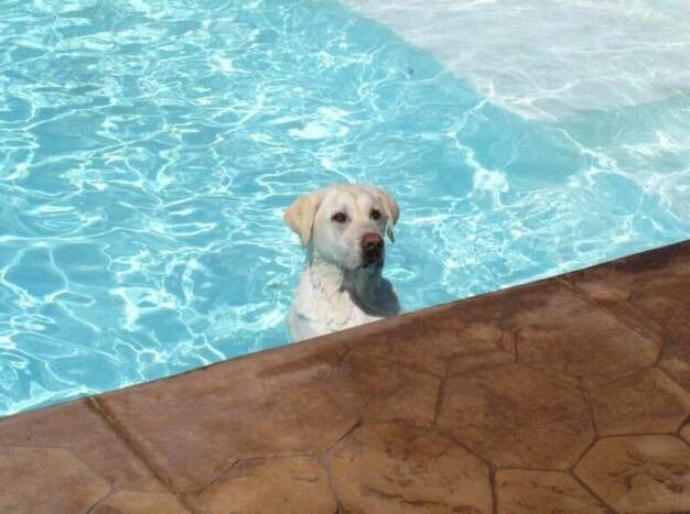 dog in swimming pool