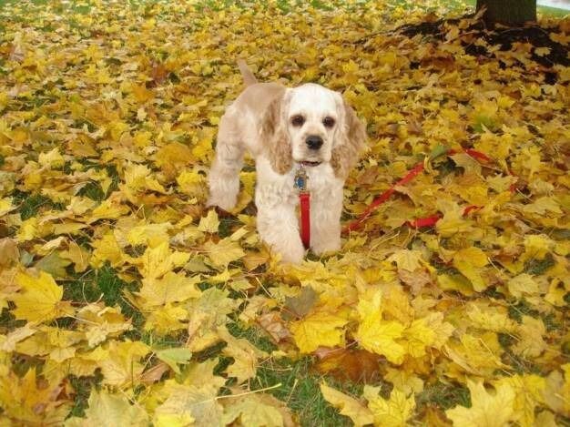 A light-colored cocker spaniel on a red leash stands in a yard covered in fallen yellow autumn leaves.