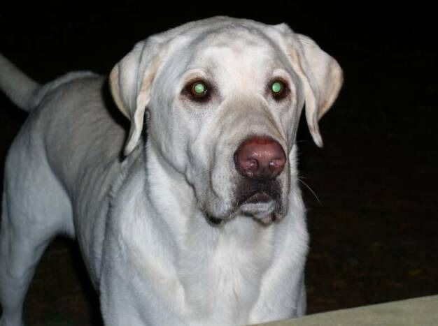 A white Labrador Retriever looks toward the camera in the dark, with its eyes glowing green from the flash.