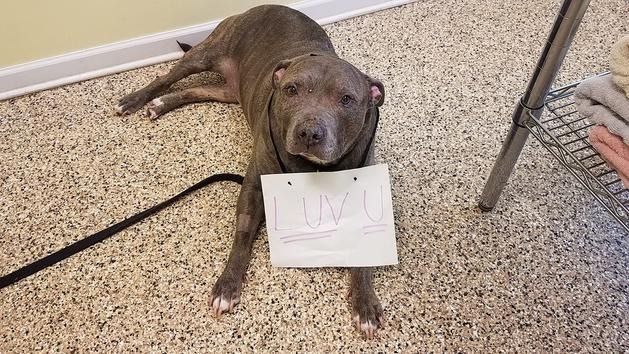 A brindle dog lies on a speckled floor, wearing a white sign around its neck