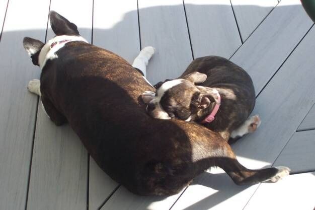 Two brindle and white Boston Terriers nap together on a gray wooden deck.