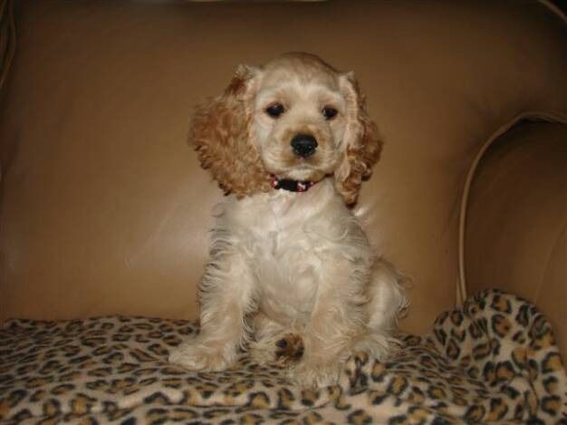 A fluffy, light-colored spaniel puppy with wavy tan ears sits on a leopard-print blanket against a tan background.