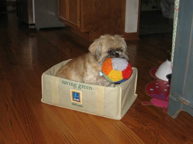 A small, tan dog sits inside a beige reusable shopping bag, holding a multicolored ball in its mouth on a wood floor.