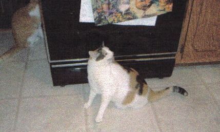 A white, brown, and black cat sits on a tiled floor looking up at a black oven door, with a second cat visible behind it.