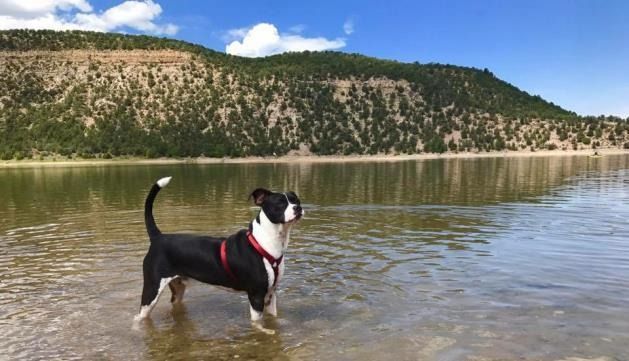 A black and white dog with a red harness stands in shallow, clear water before a tree-covered hill under a blue sky.