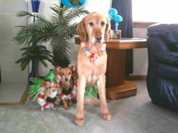 Three dogs wearing floral leis and green grass-skirt costumes pose indoors by a potted plant and a wooden table.