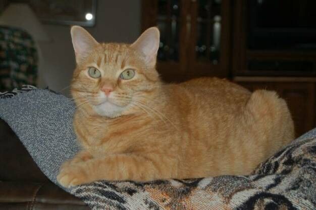 An orange tabby cat resting on a patterned blanket in an indoor setting.
