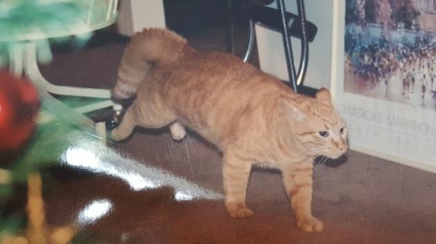 An orange tabby cat with a stubby, curled tail walks across a carpeted floor indoors.