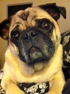 A close-up of a tan pug with a black muzzle and large, expressive eyes looking directly at the camera.