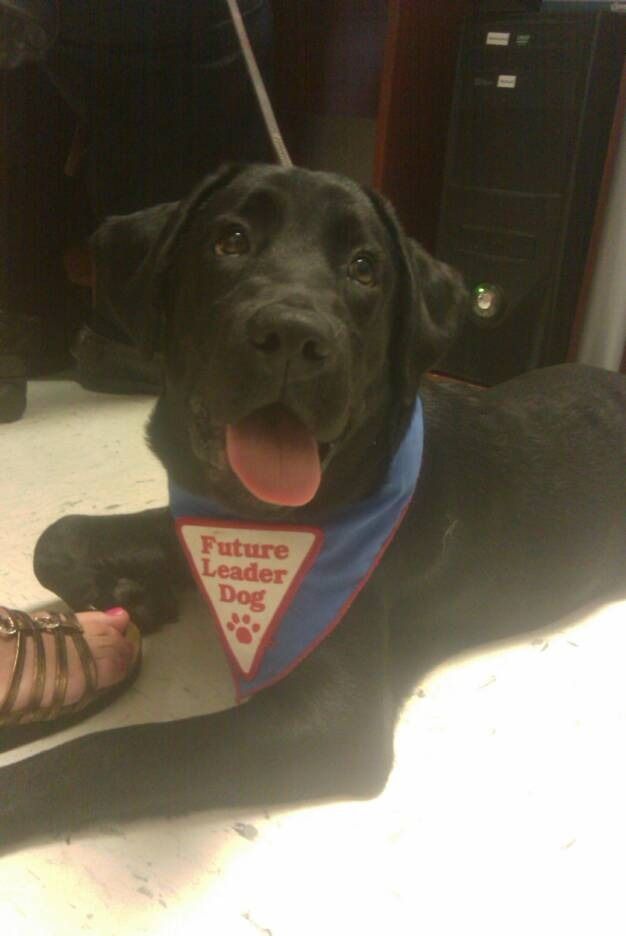 A happy black Labrador puppy