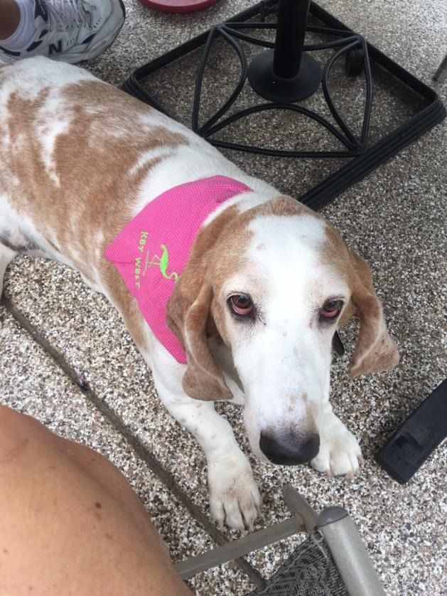 A white and tan basset hound with a pink bandana looks up at the camera while standing on a gravel patio.