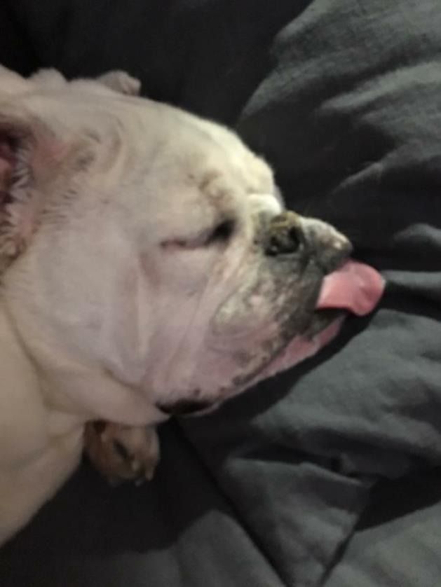 A sleeping white bulldog resting on a dark gray surface with its tongue slightly sticking out.