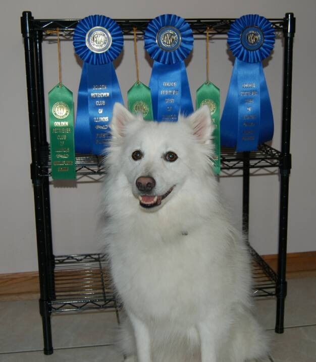 A fluffy white dog sitting in front of a wire rack displaying three blue and three green award ribbons.