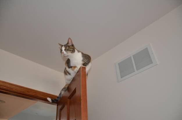 A white and brown tabby cat balances precariously on the top edge of an open wooden door in a room.