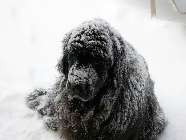 A fluffy black dog sits in deep snow, its fur dusted with a light layer of fresh powder.