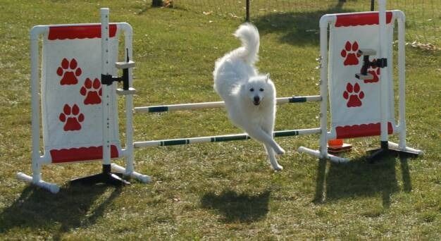 A white dog leaps over a hurdle on a grassy field, with red paw print decorations on the jump's side panels.