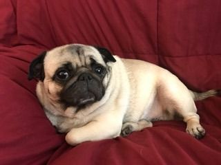 A fawn-colored pug with a black face resting on a dark red, wrinkled surface.