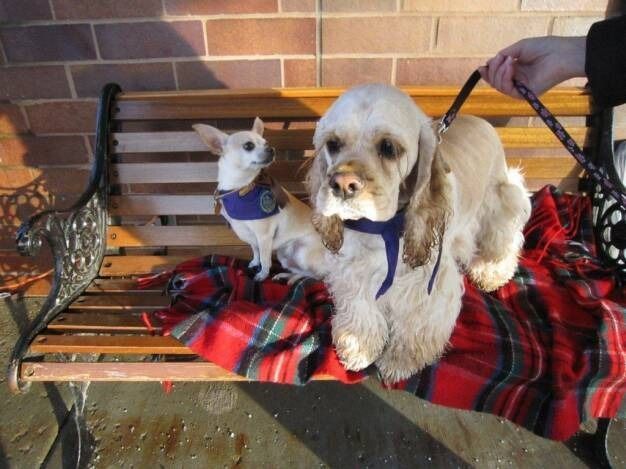 A small white Chihuahua and a larger tan cocker spaniel sit together on a wooden bench covered by a red plaid blanket.