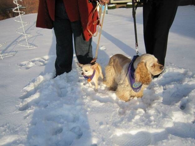 A small chihuahua and a tan cocker spaniel wearing purple collars walk with two people on a snowy, sunny day.
