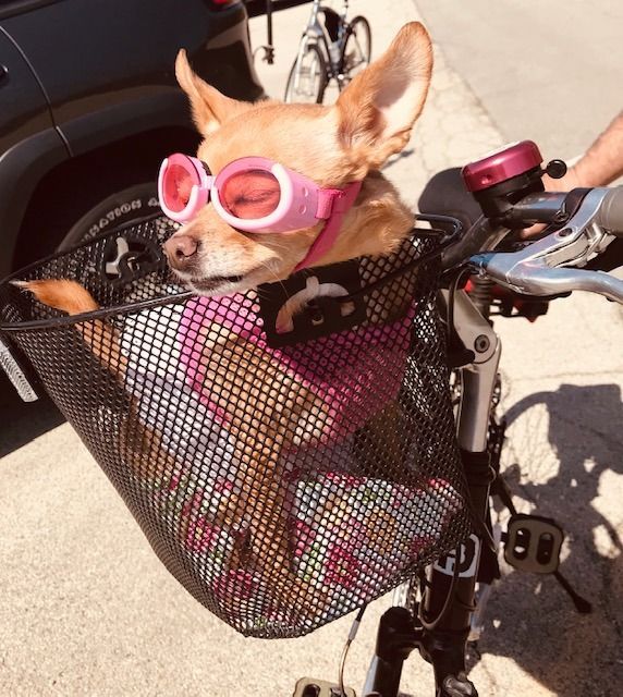 A small dog wearing pink goggles sits in a black mesh bicycle basket on a sunny day.