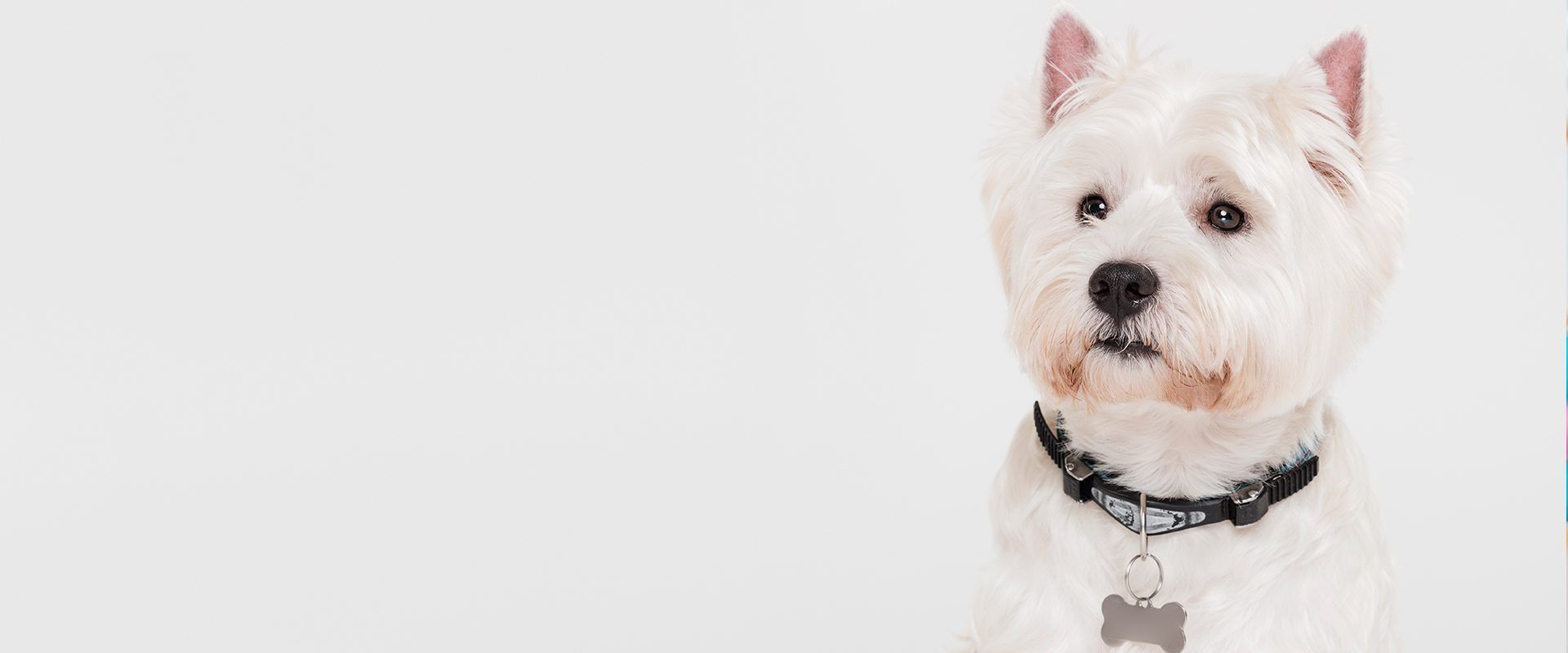 A white West Highland White Terrier looking forward, wearing a black collar with a tag against a plain light background.