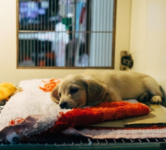 A light-colored puppy resting on a red and white towel inside a wire cage.