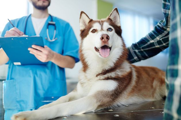 huskie examined at vet