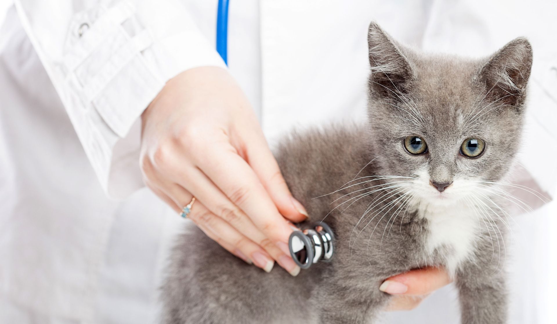 grey kitten at vet