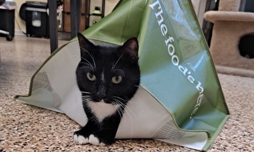 Mistletoe - Resident House Cat
