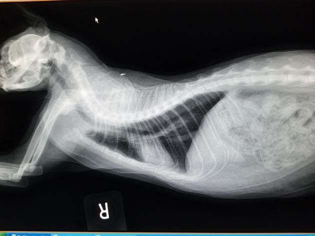 Lateral radiograph of a cat showing the skeletal structure of the neck, spine, chest, and abdomen.