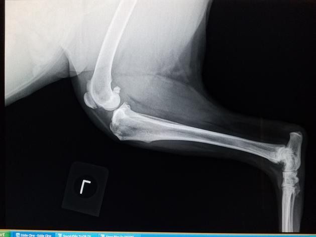 Lateral radiographic view of a canine hind limb showing the femur, stifle joint, tibia, fibula, and hock.