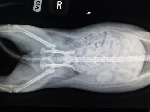 Ventrodorsal X-ray of a cat's abdomen showing internal organs and skeletal structure.