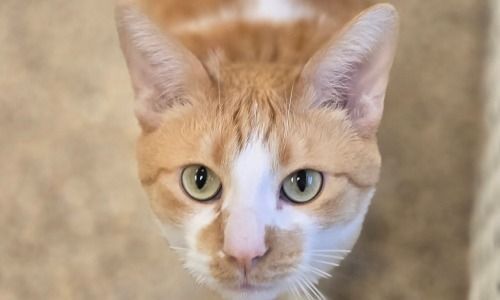 Smores - Resident House Cat