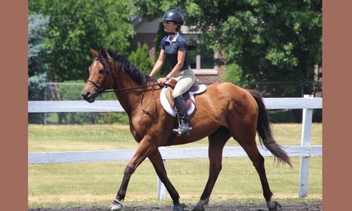 A person in English riding gear rides a bay horse in an outdoor arena with a white fence.