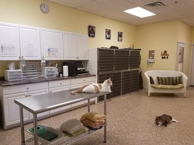 Two cats rest in a brightly lit veterinary office with cabinets, a stainless steel table, and a wicker chair.