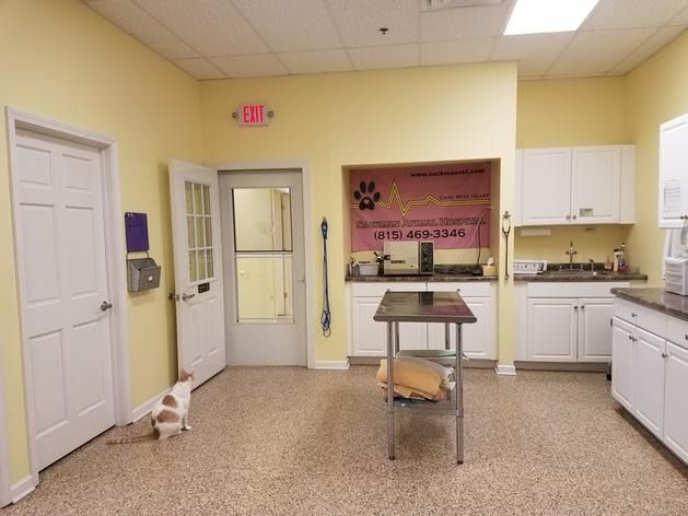 A white cat sits on the floor of a yellow-walled veterinary exam room with white cabinets and a metal central table.