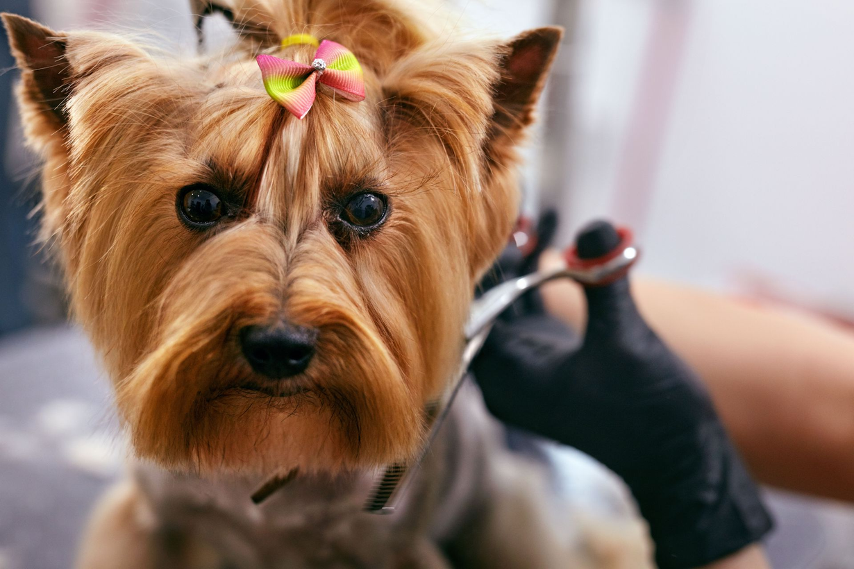 woman at vet with dog