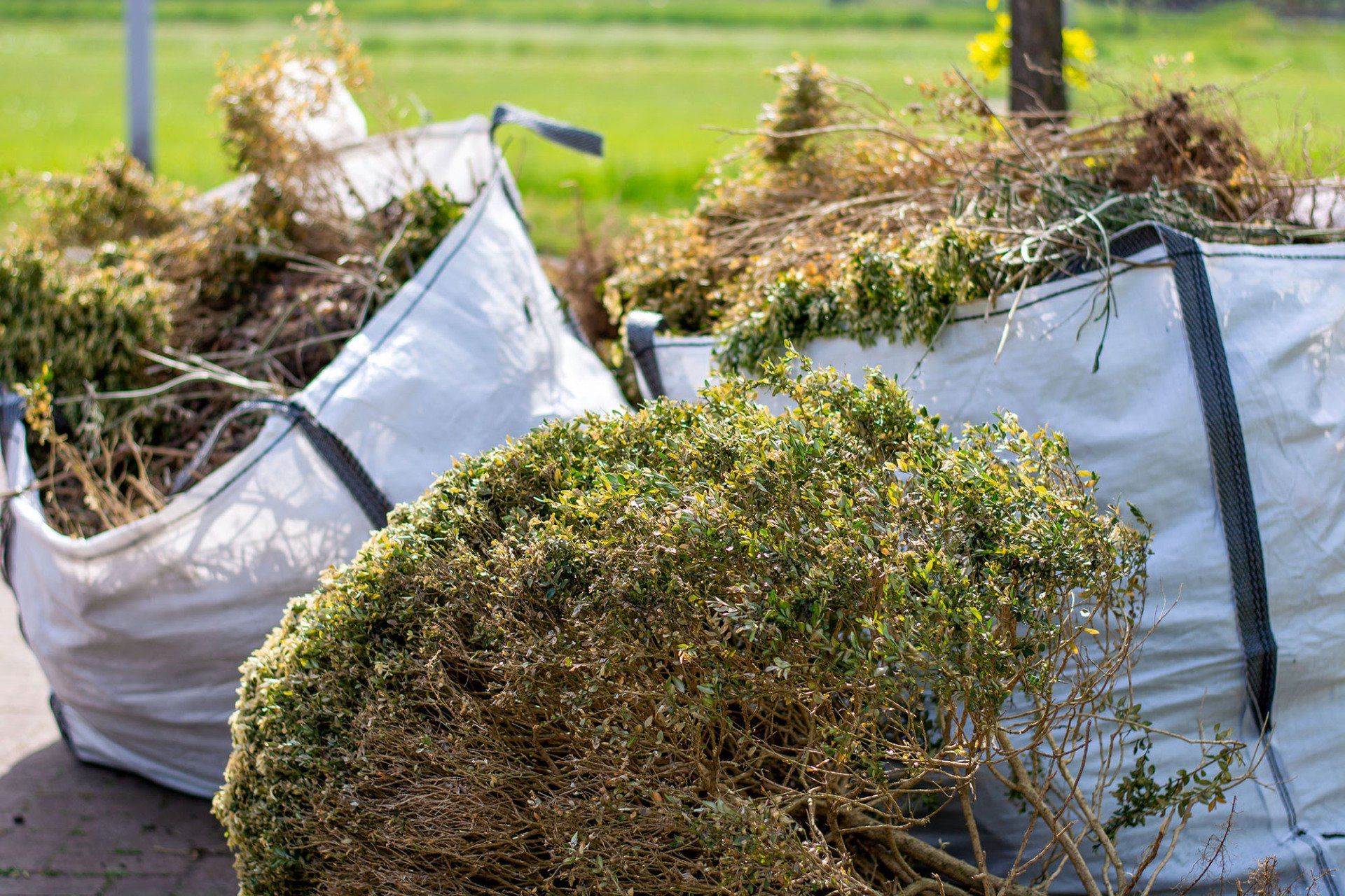 Bush removal