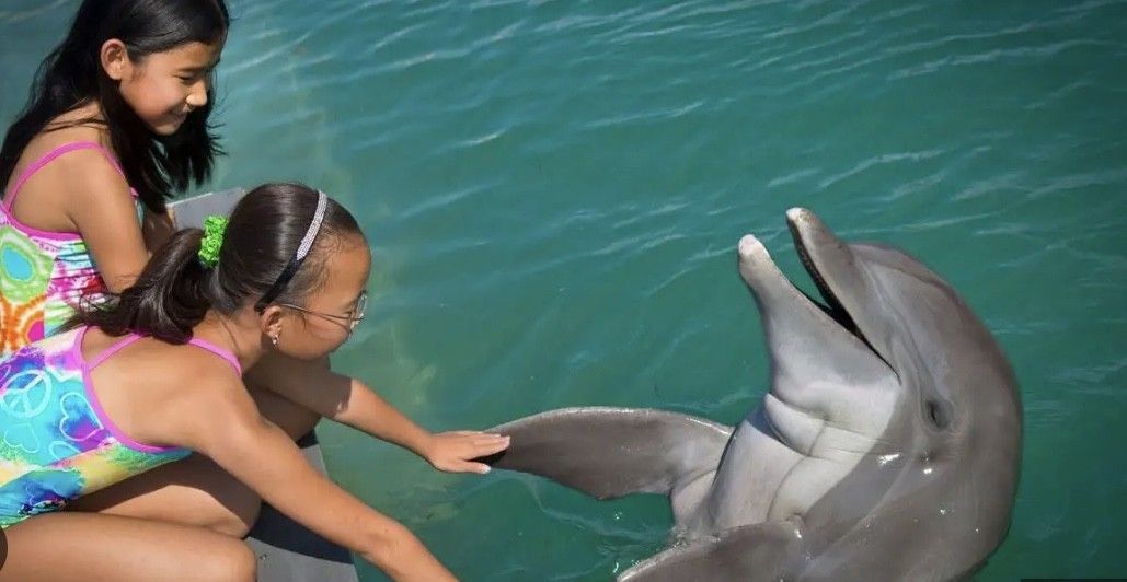 Two young girls are petting a dolphin in the water.