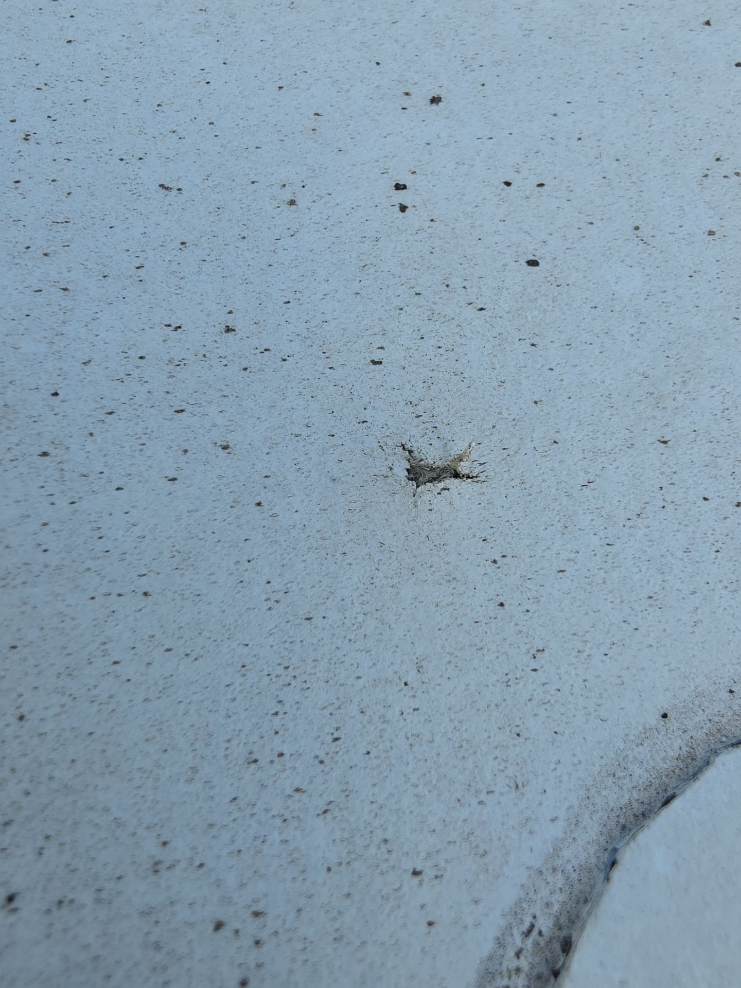 A small, light-colored insect sits on a light gray, textured surface with dark specks.