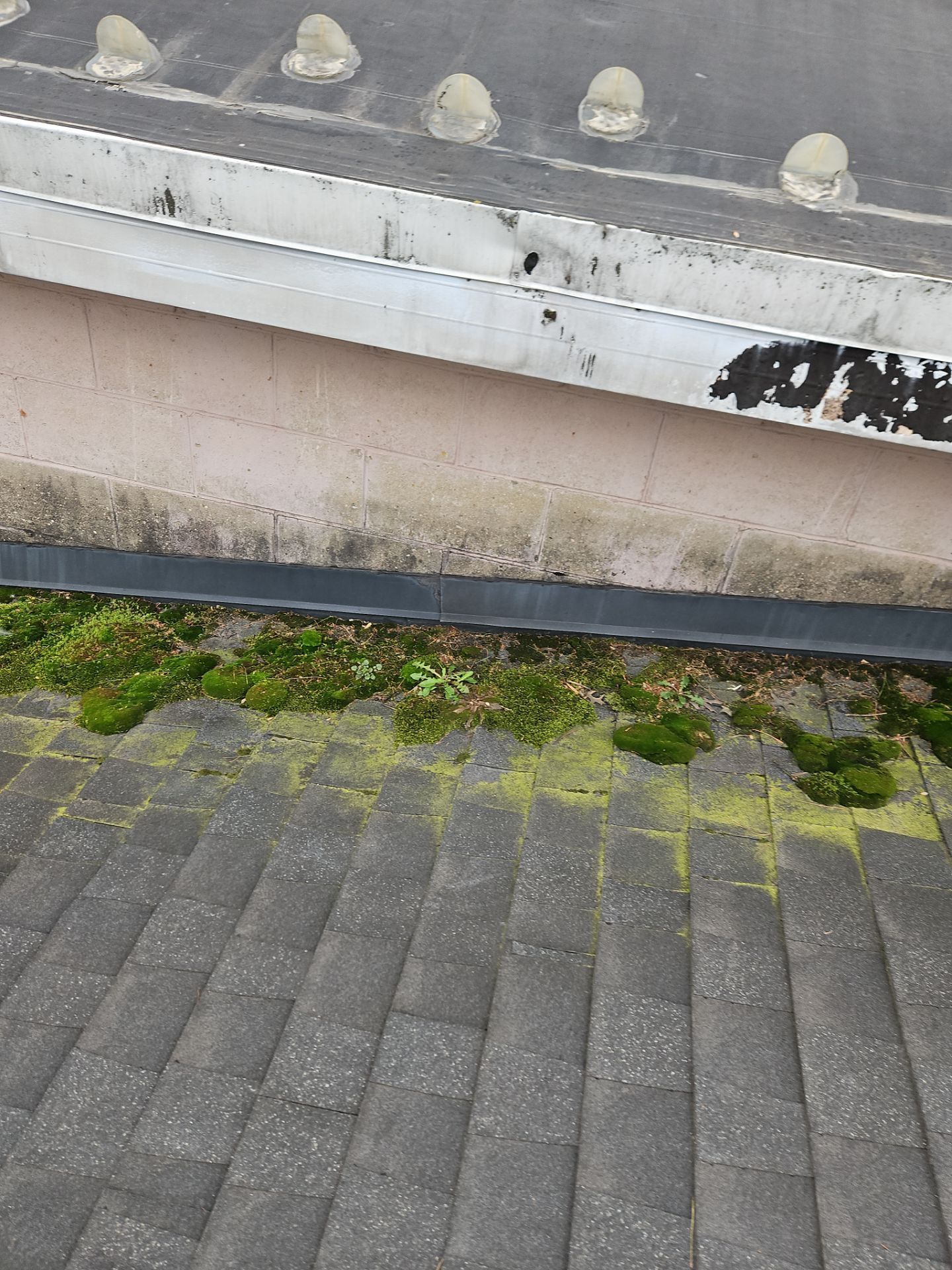 A low wall with graffiti above a grey paved area, with moss growing in the joints between the pavers.