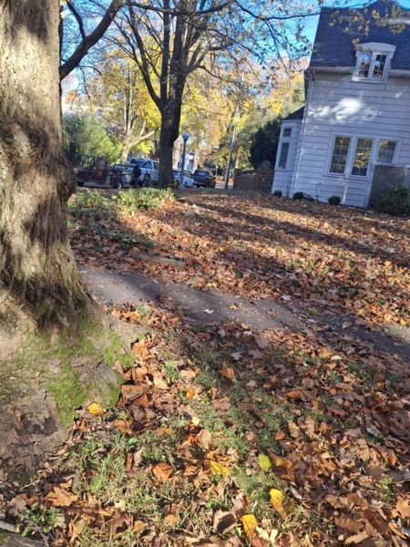 Fallen leaves cover a sidewalk and lawn in front of a white house and trees on a sunny day.