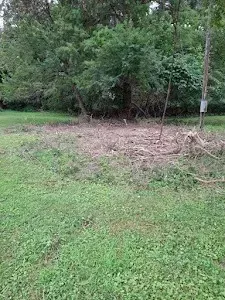 Green grassy lawn with a clearing of dirt and trees in the background.