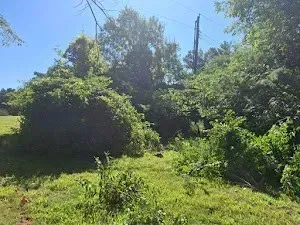 Green overgrown bushes and trees in a field on a sunny day. Power lines visible.